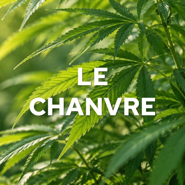 Le chanvre textile : une fibre naturelle d'avenir
