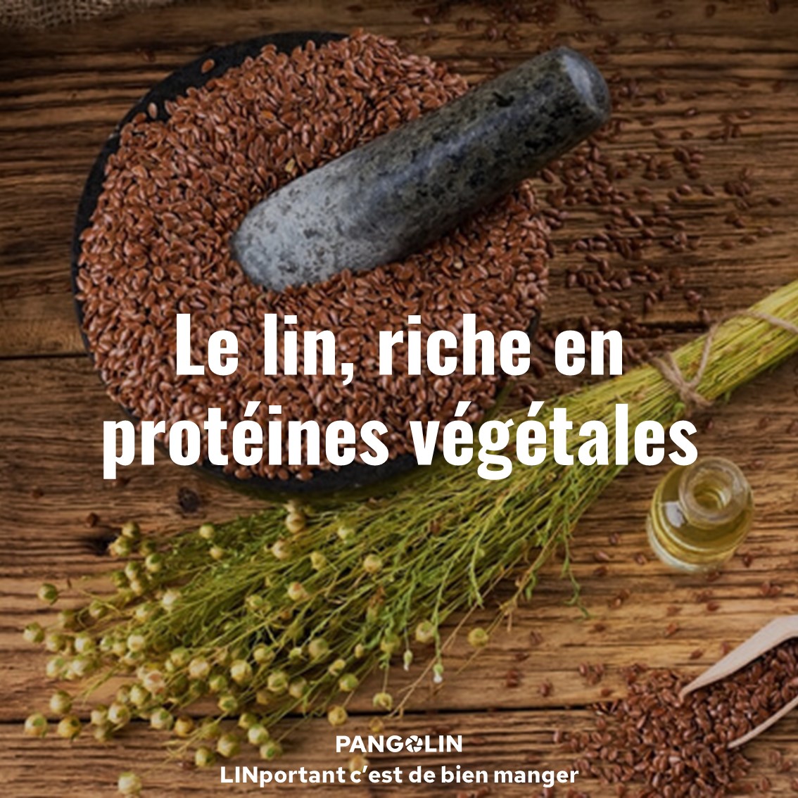 Le lin riche en protéines végétales